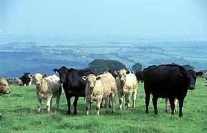 beef cattle